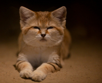Барханный кот: Самый мелкий вид кошек